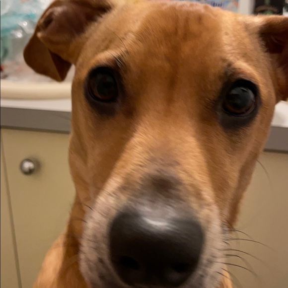 Meet your Posher, Ginger - Picture 1 of 1